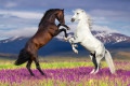 Two Horses Rearing Up