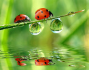 Fresh Morning Dew and Ladybugs