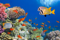 Tropical Fish on Coral Reef