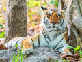 Royal Bengal Tiger