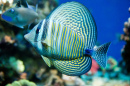 Red Sea Sailfin Tang