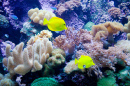 Yellow Tang