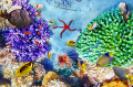 Beautiful Underwater World