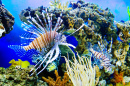 Lionfish