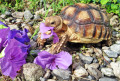 African Spurred Tortoise