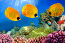 Masked Butterflyfish