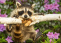 Baby Raccoon