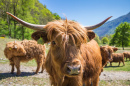 Scottish Highland Cow