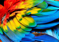 Scarlet Macaw Feathers