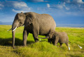 Elephant Family in Tanzania