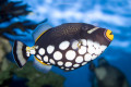 Clown Triggerfish