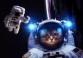 Astronaut Cat