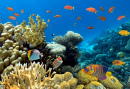 Coral Reef