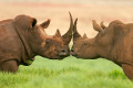 Two White Rhinoceros