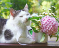 Blue-eyed Siberian Cat