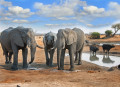 Hwange National Park, Zimbabwe, Southern Africa