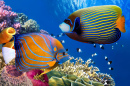 Colorful Coral Reef, Red Sea