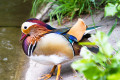 Mandarin Duck