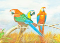 Colorful Macaw Parrots