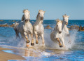 Herd of White Camargue Horses