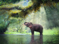 Wild Elephant, Kanchanaburi, Thailand