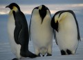 Emperor Penguins