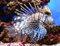 Red Lionfish