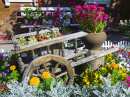 Flower Wheelbarrow in the Garden