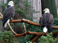 Bald Eagles