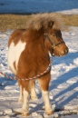 A Miniature Horse!