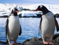 Penguins in Antarctica