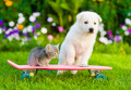 Swiss Shepherd's Puppy and Kitten