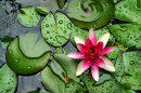 Water Lilly