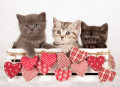 Valentine Kittens