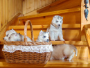 Siberian Husky Puppies