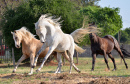 Galloping Horses