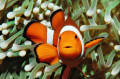 Clownfish in Puerto Galera, Philippines