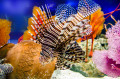 Lionfish