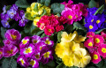 Primroses