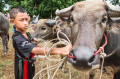 Water Buffalo Racing Festival, Thailand