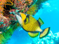 Titan Triggerfish