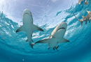 Lemon Sharks