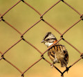 Rufous-collared Sparrow