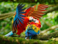 Scarlet Macaws