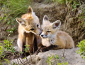 Young Kit Foxes, Saskatchewan, Canada