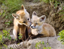 Young Kit Foxes, Saskatchewan, Canada