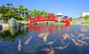 Fish Pond in a Japanese Garden