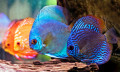 Discus Fish