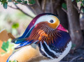 Mandarin Duck