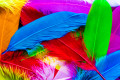 Colourful Feathers